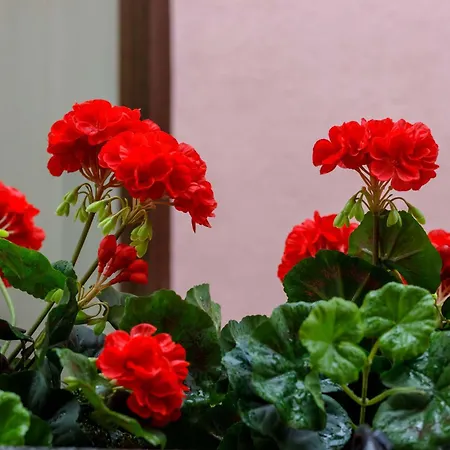 Living4malaga Rustic Chic דירה